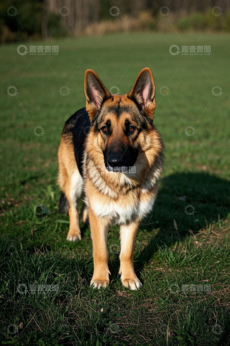 高清大图下载【趣麦麦图】草地上站立的德国牧羊犬