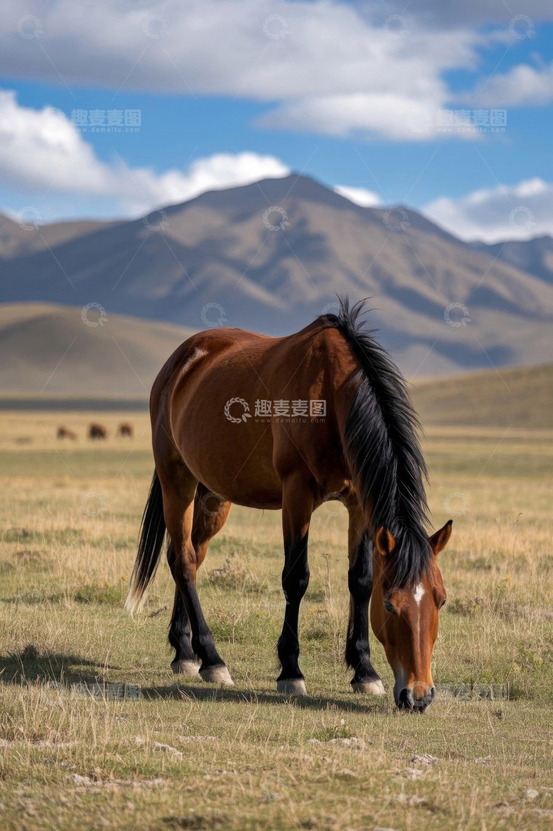 高清大图下载【趣麦麦图】草原上低头吃草的骏马