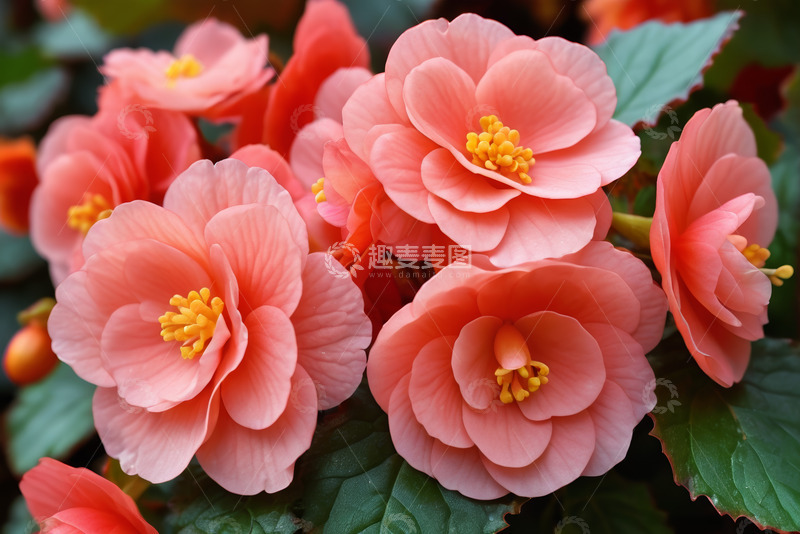 高清大图下载【趣麦麦图】粉色花卉特写