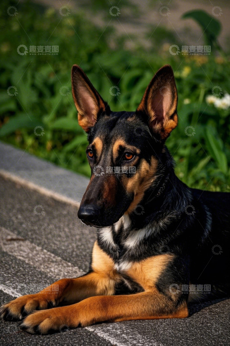 高清大图下载【趣麦麦图】户外趴卧的黑色棕边德国牧羊犬