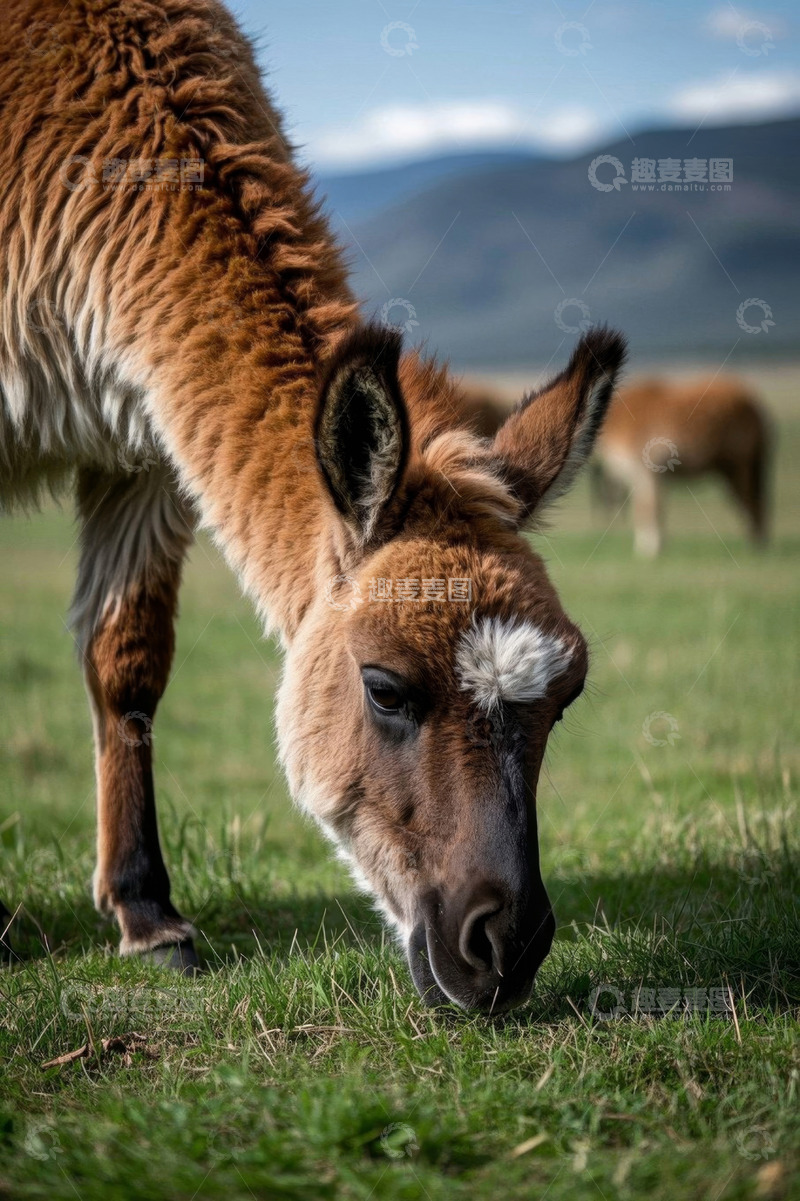 高清大图下载【趣麦麦图】草地上低头吃草的羊驼
