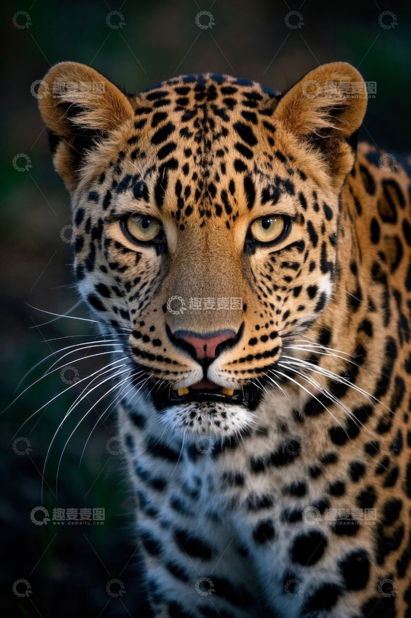 高清大图下载【趣麦麦图】豹子特写近景