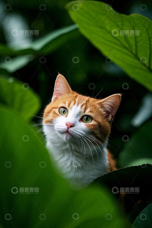 绿叶间的橙白相间猫咪