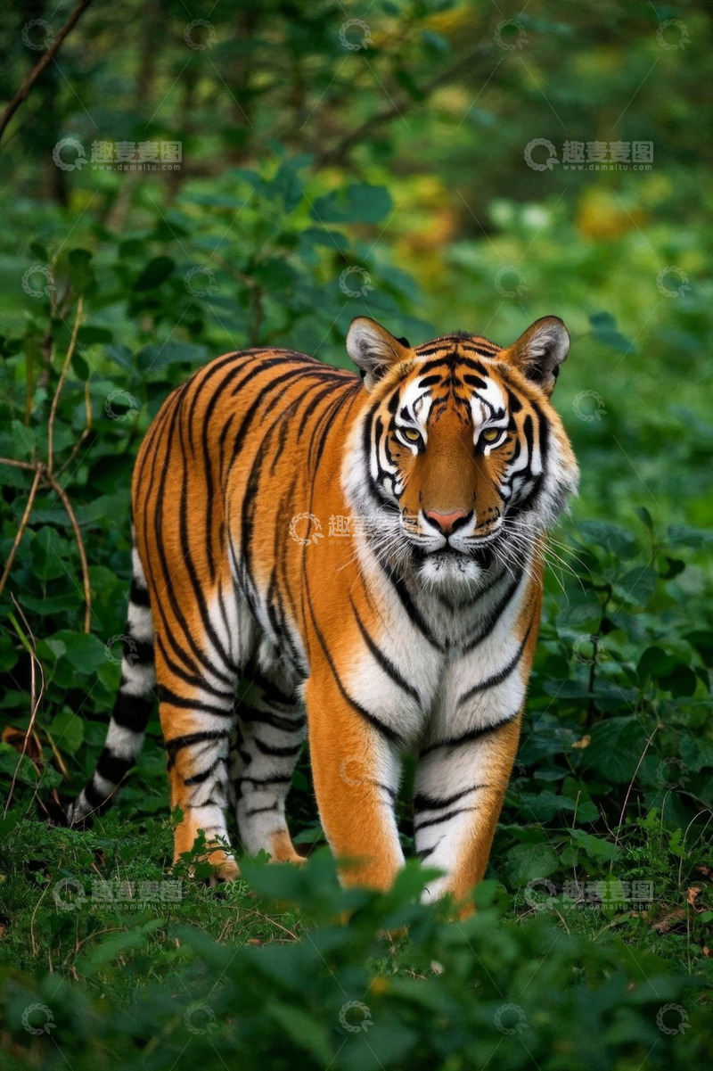 高清大图下载【趣麦麦图】森林中行走的老虎