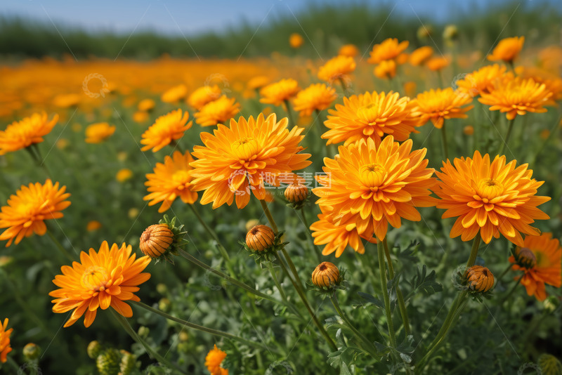 高清大图下载【趣麦麦图】金黄菊花盛开的花田