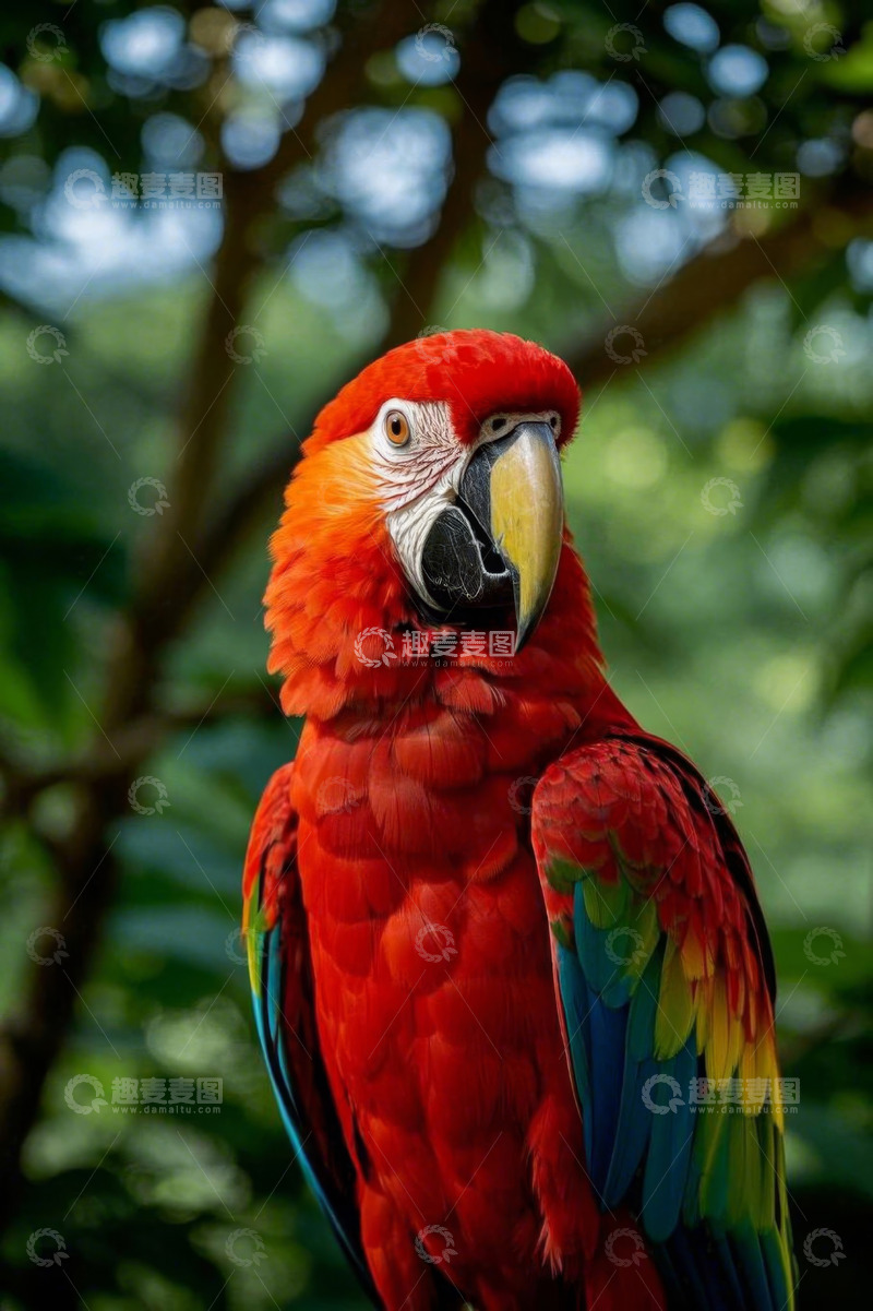 高清大图下载【趣麦麦图】色彩艳丽的金刚鹦鹉特写