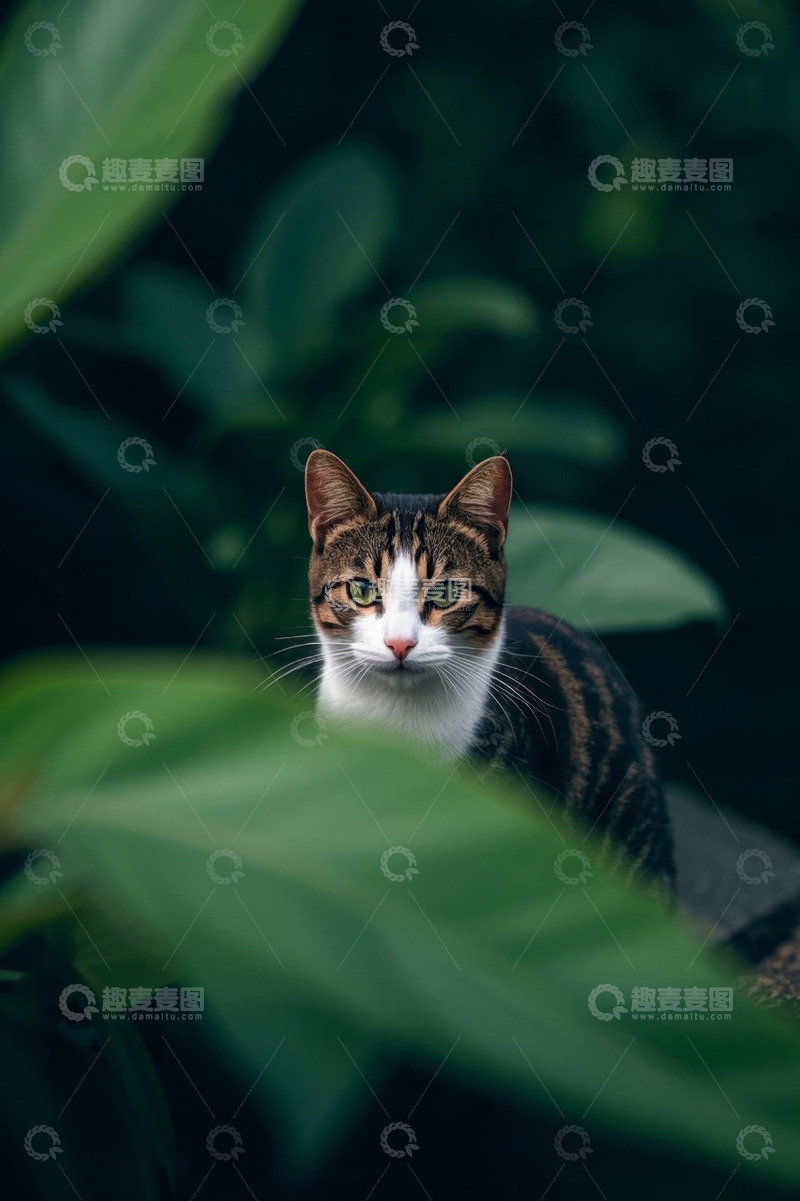 高清大图下载【趣麦麦图】绿叶丛中的花斑猫
