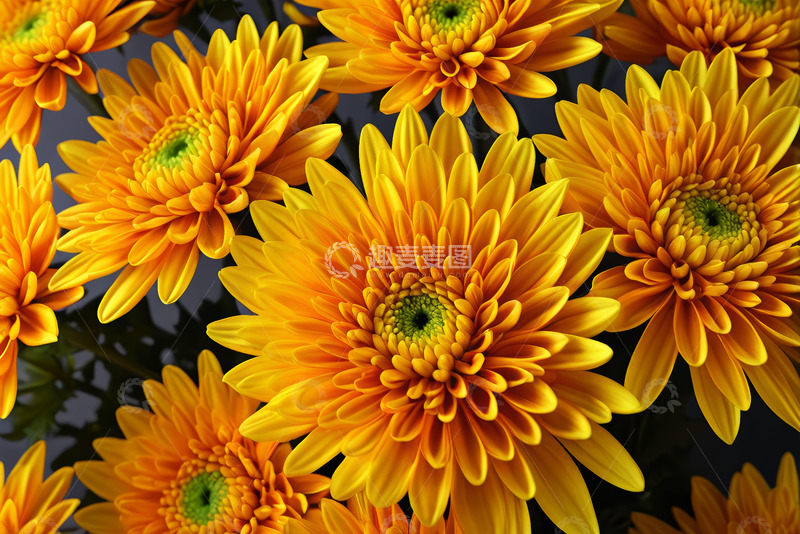 高清大图下载【趣麦麦图】黄色菊花特写素材