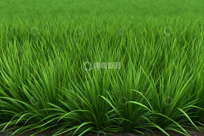 高清大图下载【趣麦麦图】翠绿茂盛的草地自然景象