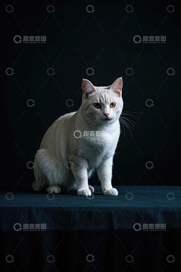 白色猫咪正坐特写