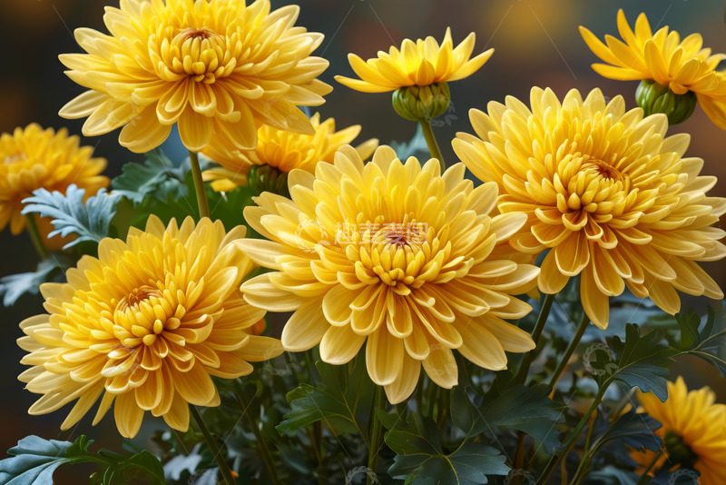 高清大图下载【趣麦麦图】黄色菊花特写