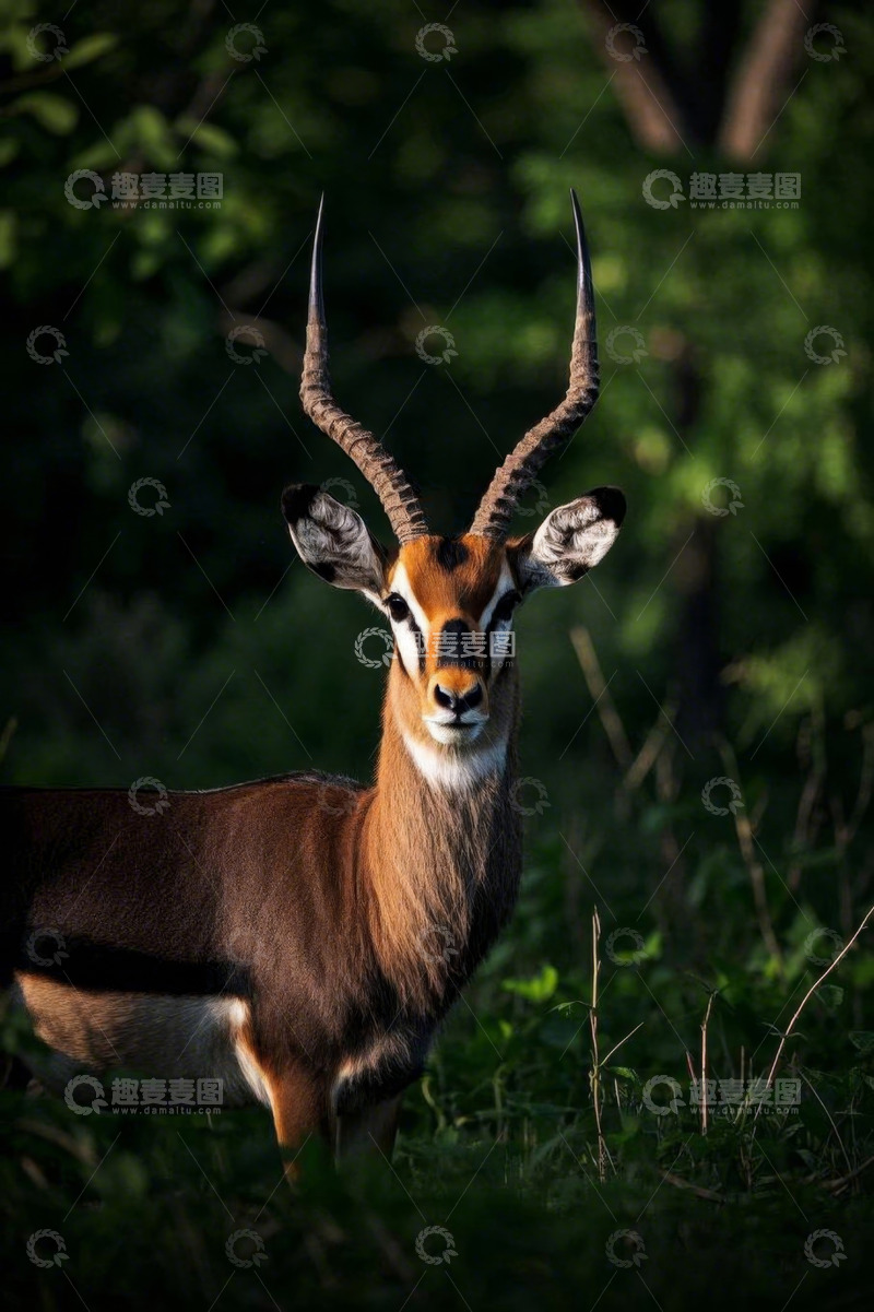 高清大图下载【趣麦麦图】野外羚羊特写