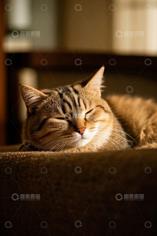 室内休息的条纹猫咪