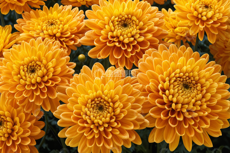 高清大图下载【趣麦麦图】黄色菊花特写素材