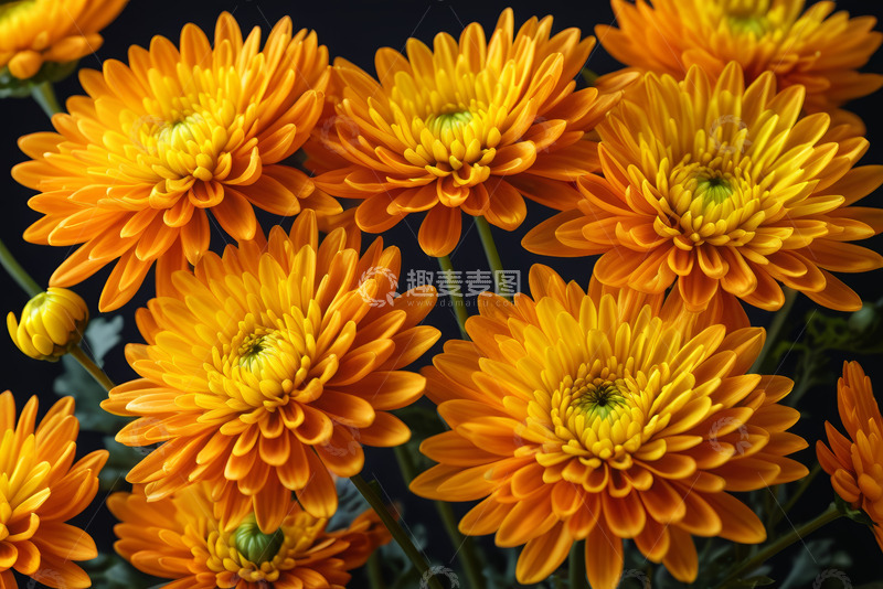 高清大图下载【趣麦麦图】橙色菊花特写素材