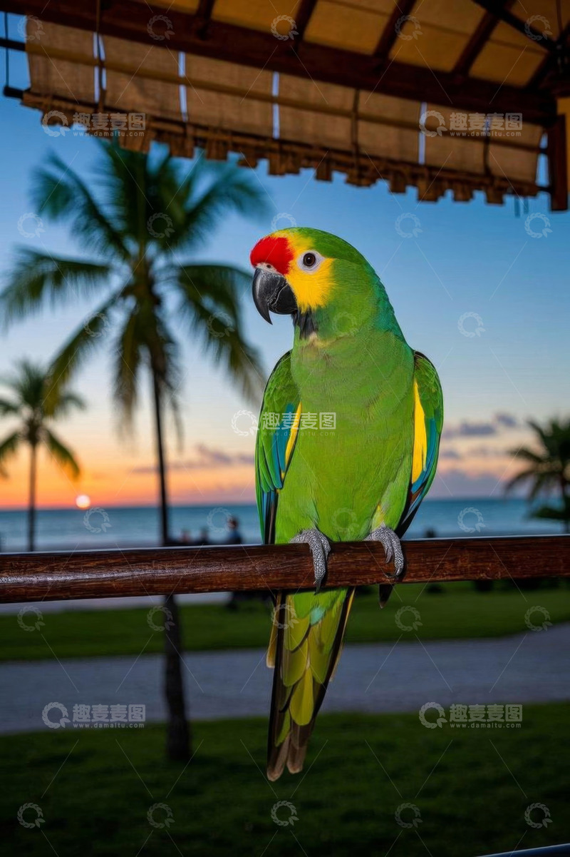 高清大图下载【趣麦麦图】海边栏杆上栖息的彩色鹦鹉