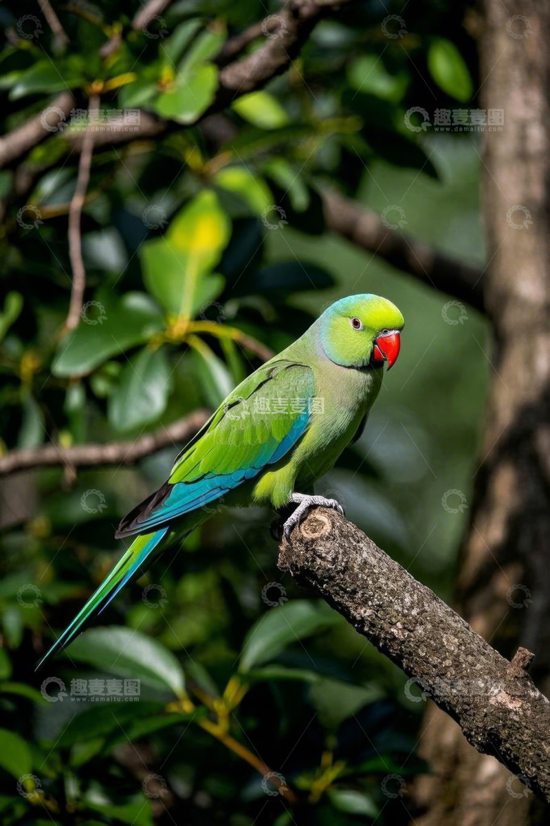高清大图下载【趣麦麦图】树枝上的绿色鹦鹉