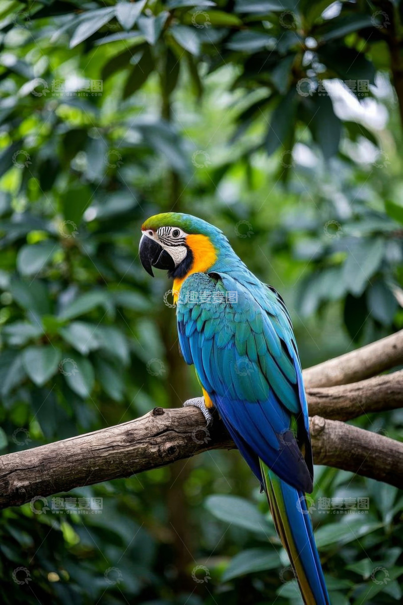 高清大图下载【趣麦麦图】枝头站立的彩色金刚鹦鹉