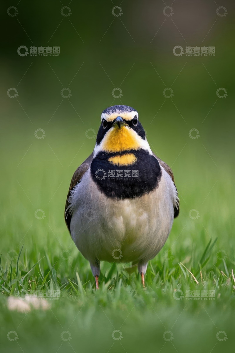 高清大图下载【趣麦麦图】草地上站立的彩色小鸟