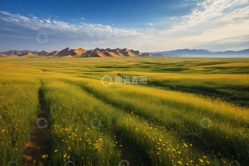 高清大图下载【趣麦麦图】广袤花海与远处沙丘风景
