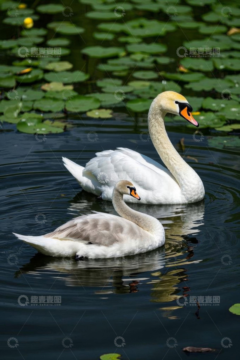 高清大图下载【趣麦麦图】水面上的两只天鹅
