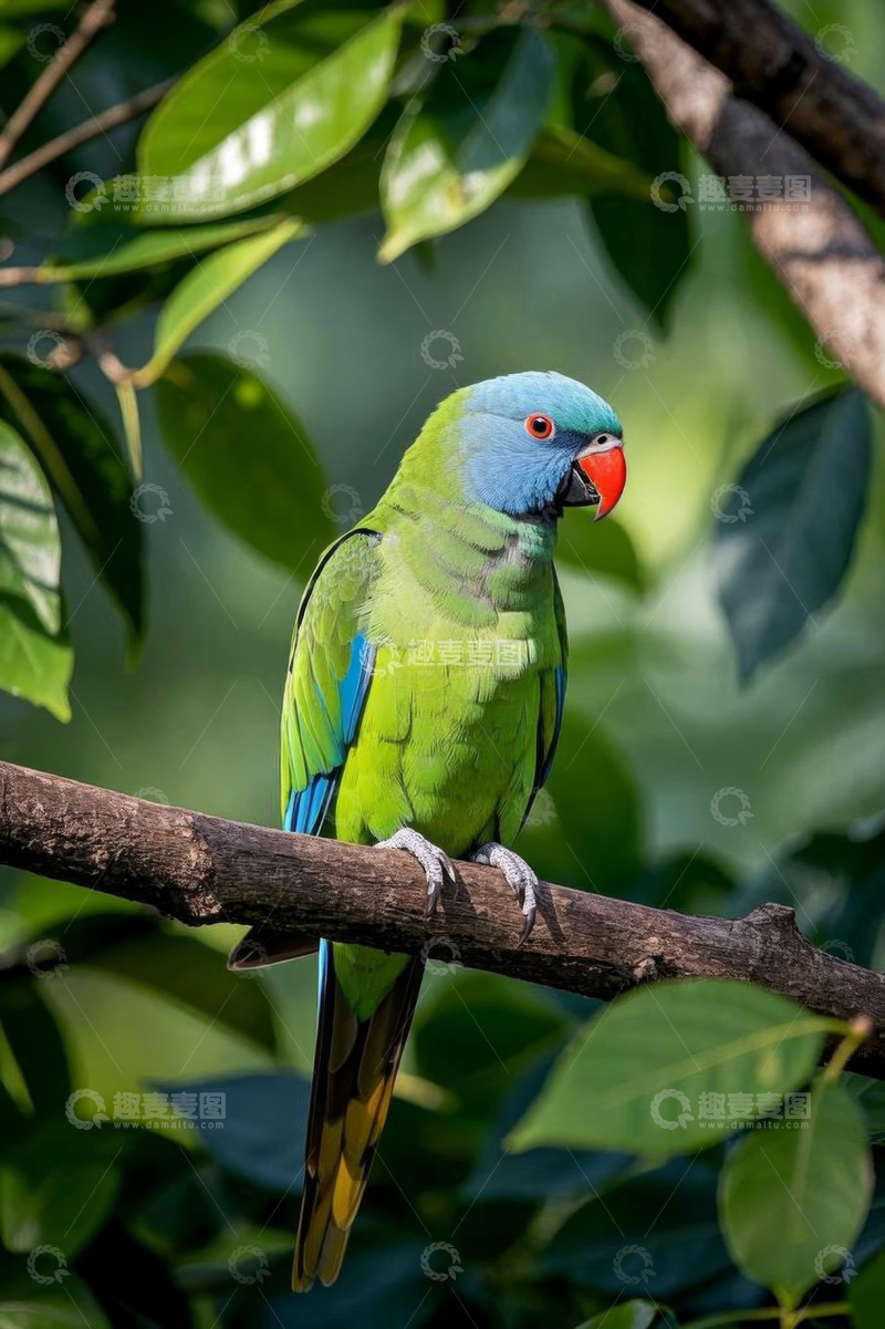 高清大图下载【趣麦麦图】枝头栖息的绿色鹦鹉