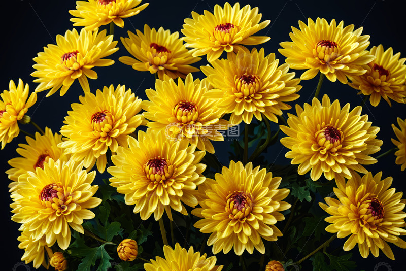 高清大图下载【趣麦麦图】黄色菊花特写