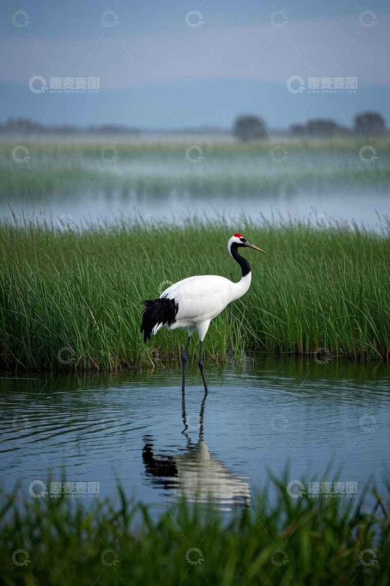 高清大图下载【趣麦麦图】湿地中站立的丹顶鹤