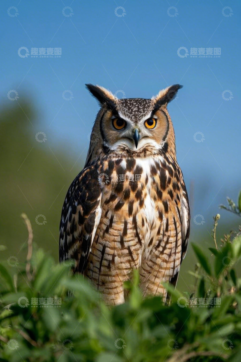 高清大图下载【趣麦麦图】站立于草丛中的猫头鹰
