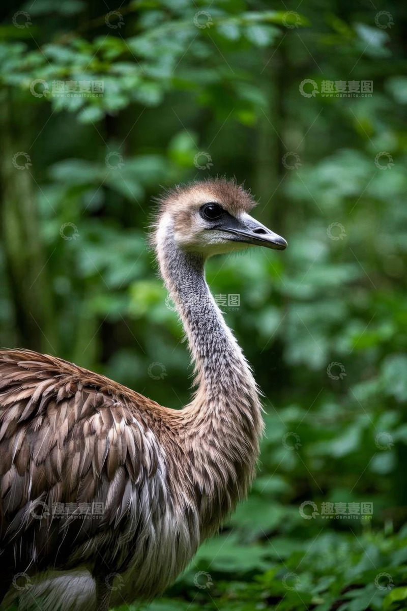 高清大图下载【趣麦麦图】森林中的鸵鸟特写