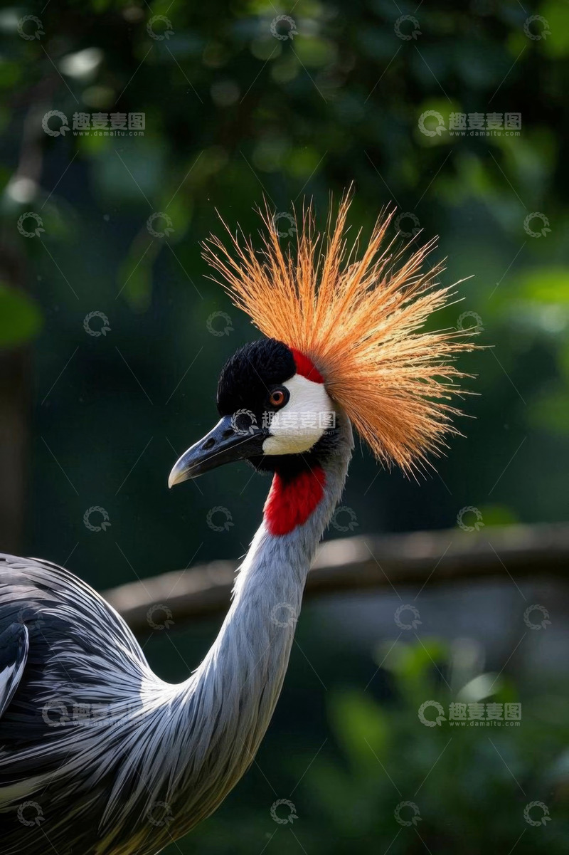 高清大图下载【趣麦麦图】冠羽醒目灰冕鹤特写