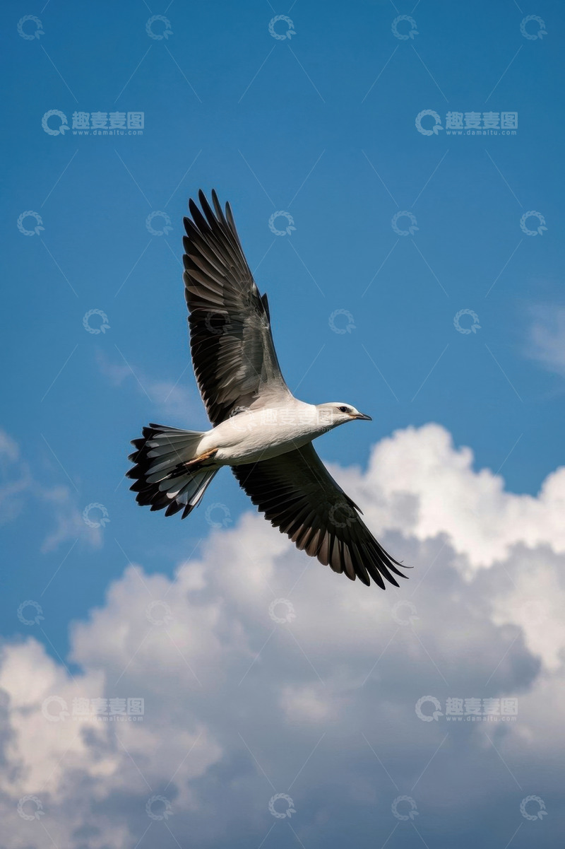 高清大图下载【趣麦麦图】天空中飞翔的海鸥
