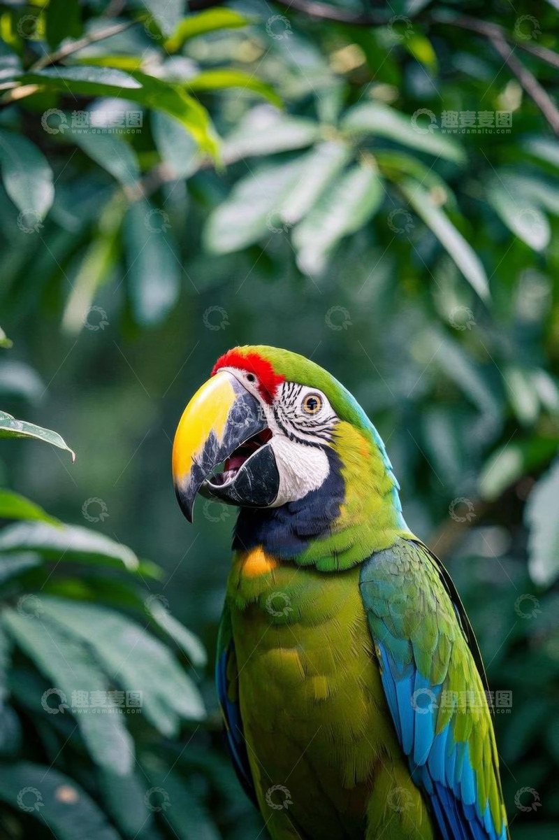高清大图下载【趣麦麦图】色彩斑斓金刚鹦鹉特写