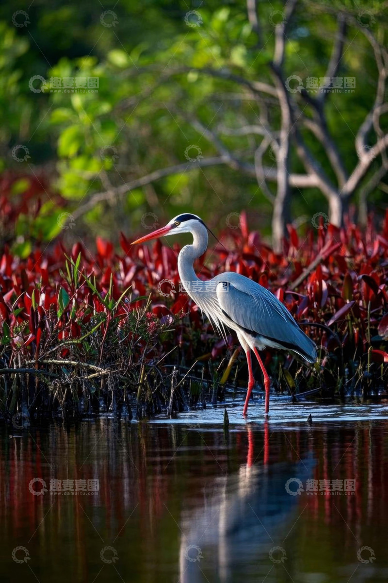 高清大图下载【趣麦麦图】水边长腿灰鹭站立画面