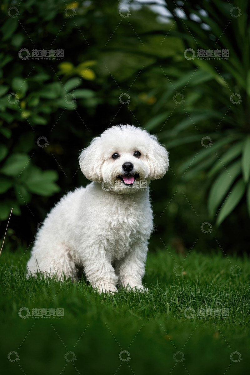高清大图下载【趣麦麦图】草地上的白色小狗