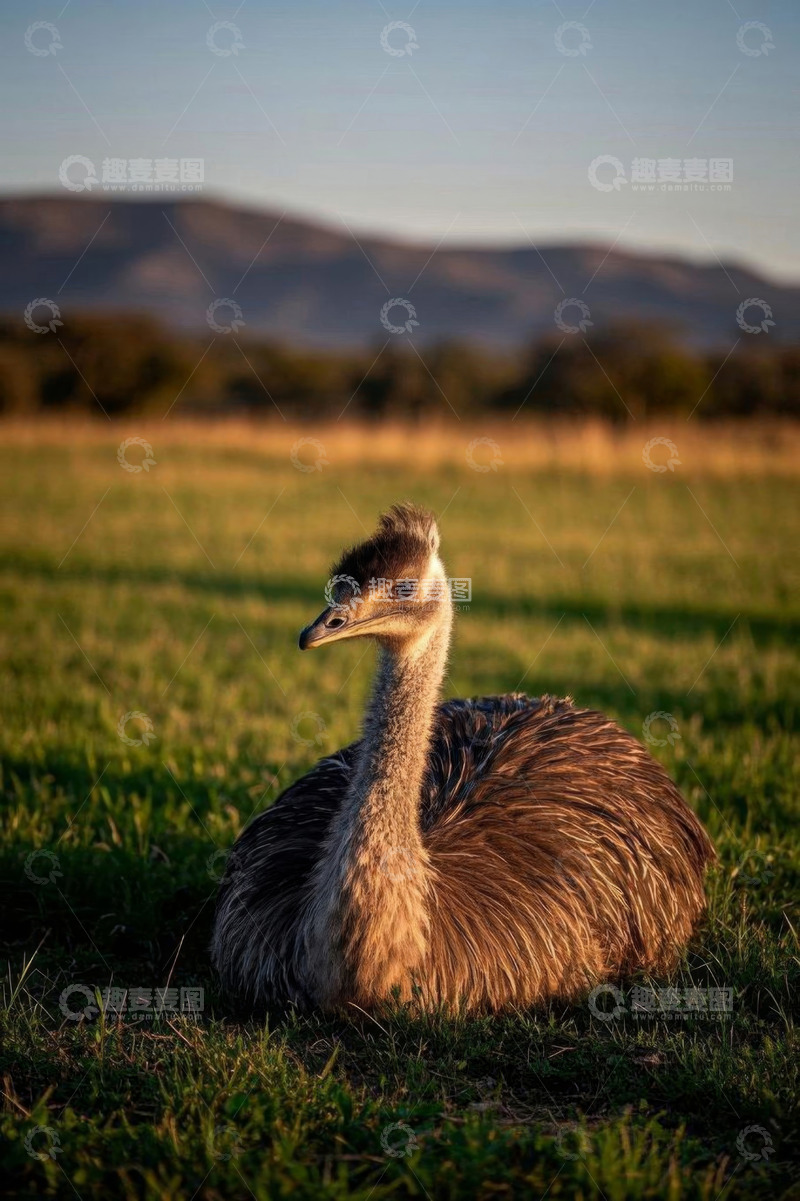 高清大图下载【趣麦麦图】草地上休憩的鸵鸟
