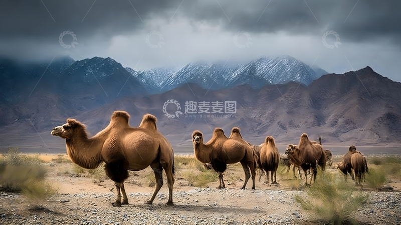 高清大图下载【趣麦麦图】荒漠骆驼群景自然风光摄影