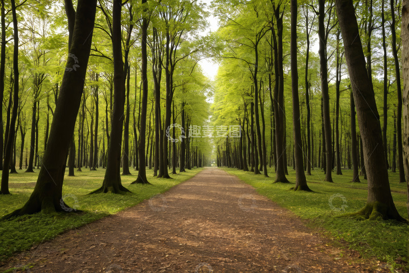高清大图下载【趣麦麦图】林间小道自然风光