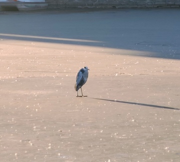 海边孤鸟晨景摄影图片