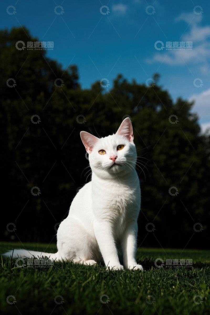 高清大图下载【趣麦麦图】草地上的白色猫咪