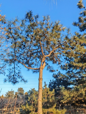 蓝天松树自然风光摄影