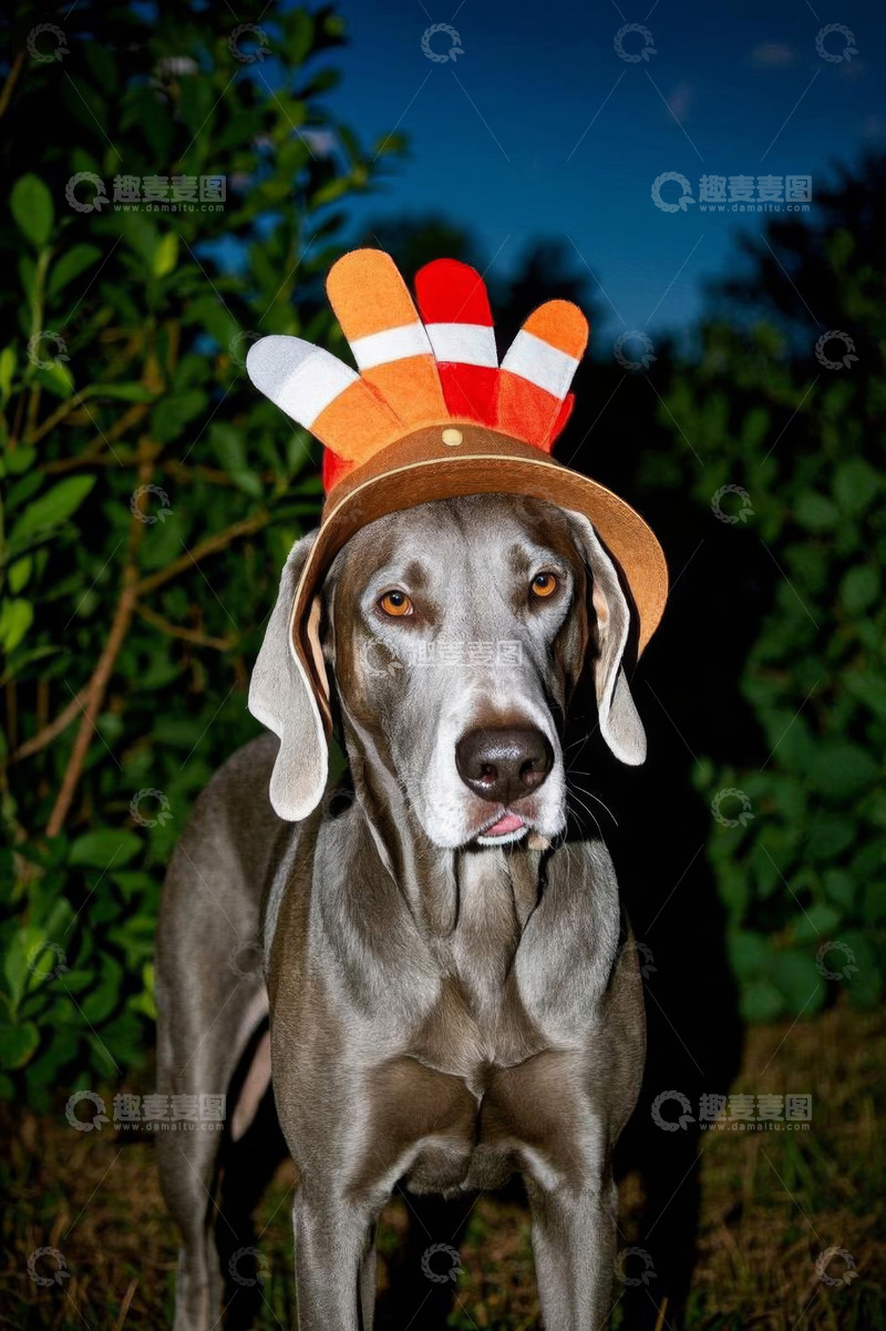 高清大图下载【趣麦麦图】戴特色帽子的灰狗户外形象