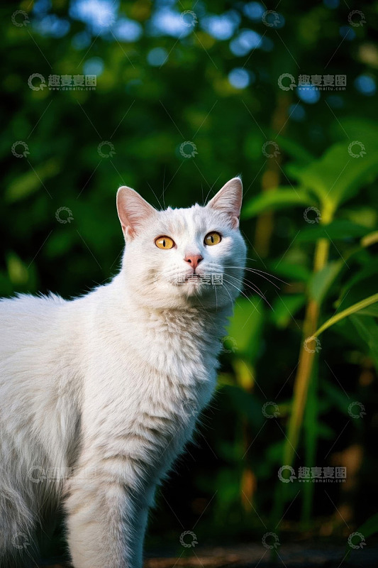 户外白色猫咪抬头特写