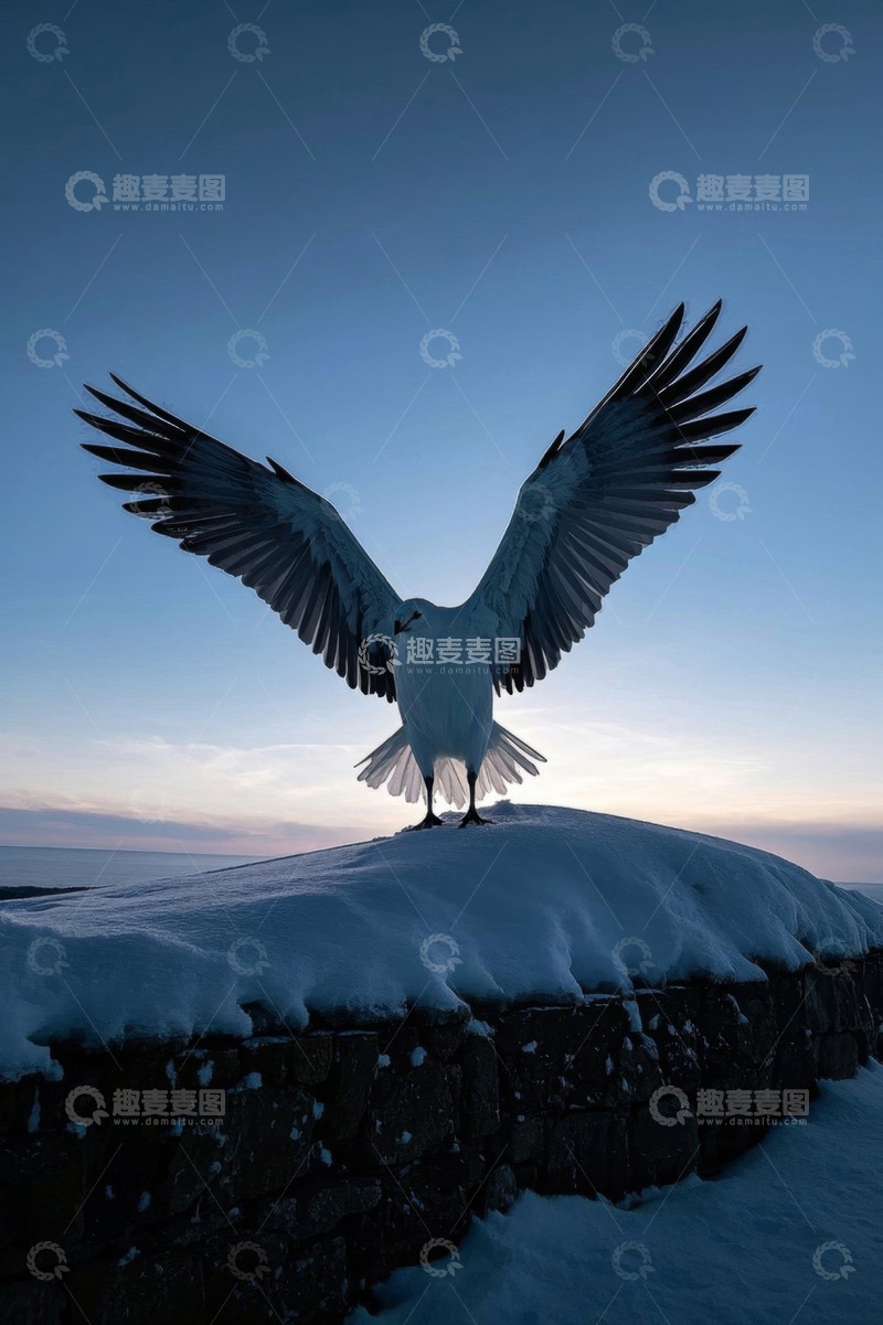 高清大图下载【趣麦麦图】雪地上展翅的海鸥