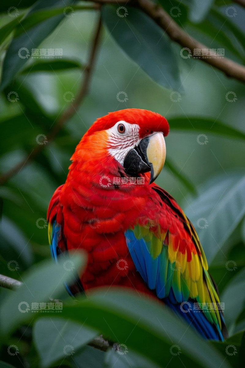 高清大图下载【趣麦麦图】枝头的多彩金刚鹦鹉