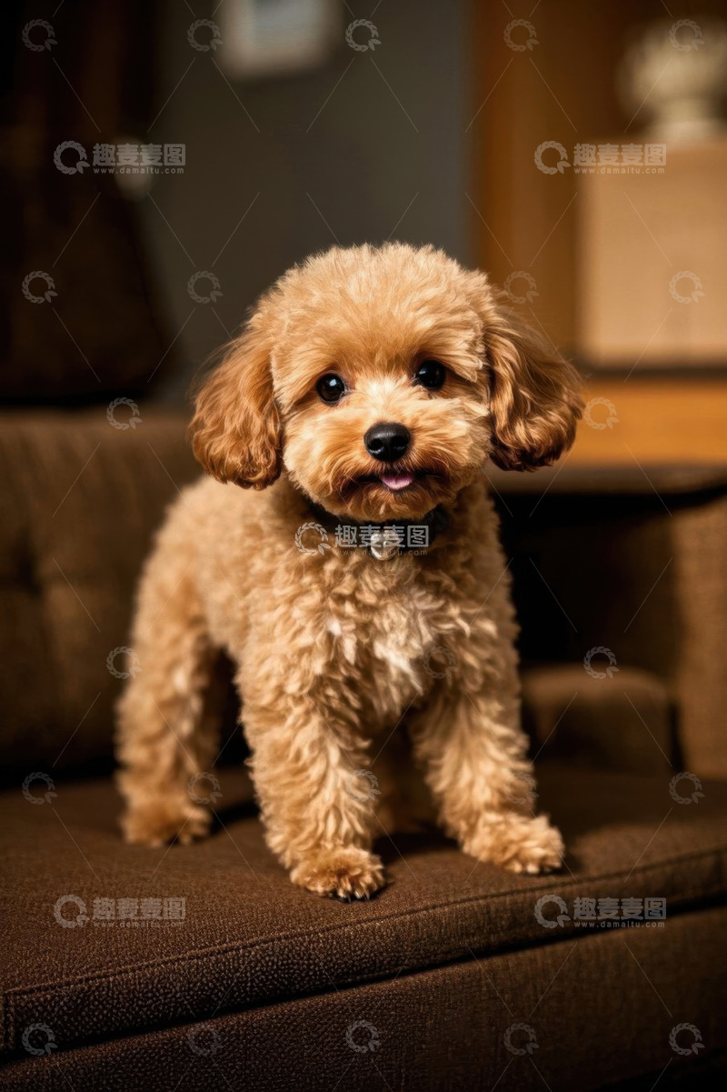 高清大图下载【趣麦麦图】棕色泰迪犬站立在沙发上