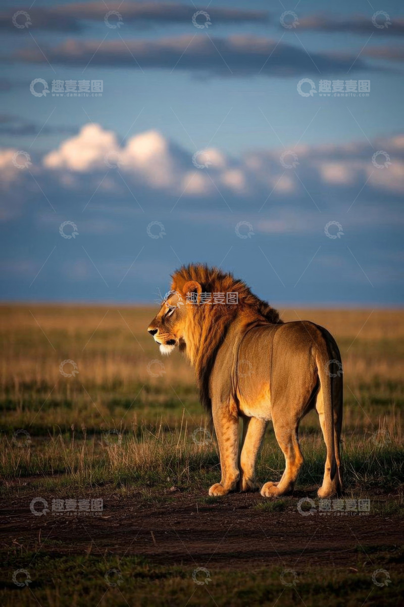 高清大图下载【趣麦麦图】非洲草原上站立的雄狮