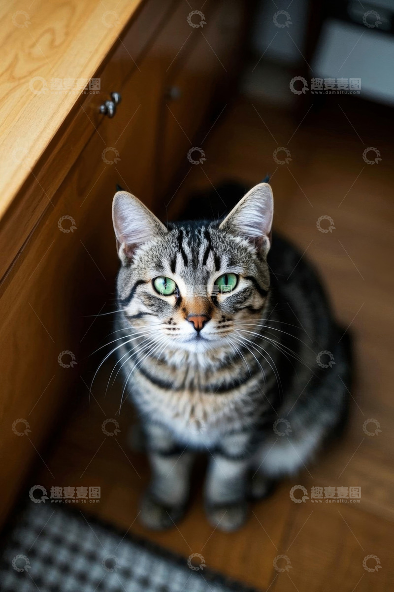 高清大图下载【趣麦麦图】室内坐着的虎斑猫