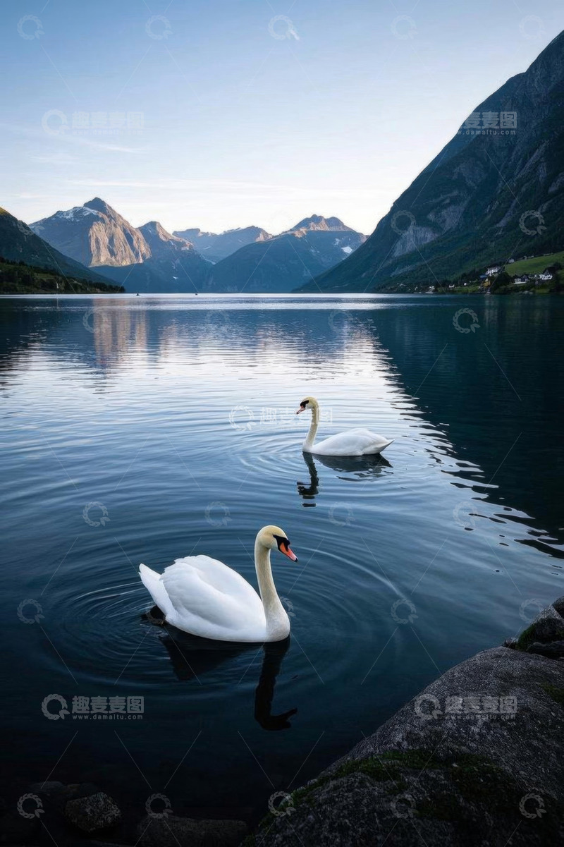 高清大图下载【趣麦麦图】湖面上优雅游泳的白色天鹅