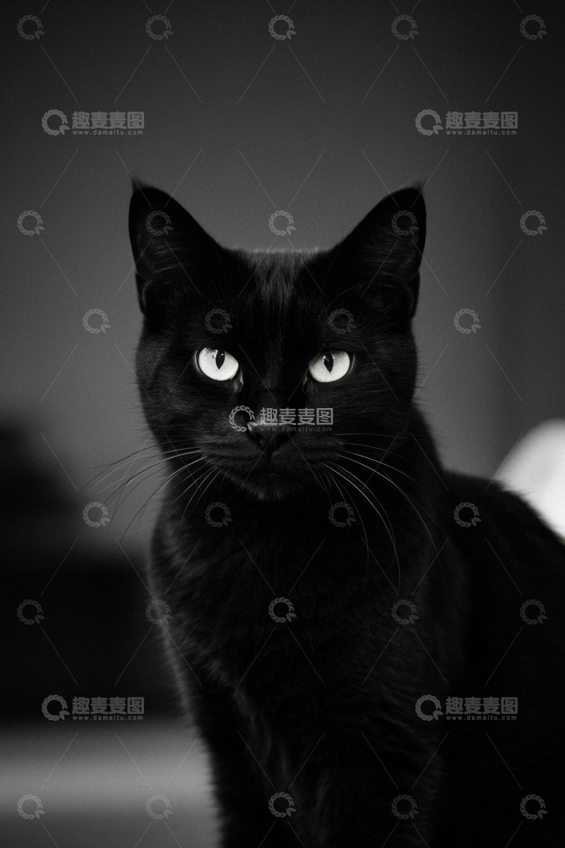 高清大图下载【趣麦麦图】黑猫咪特写